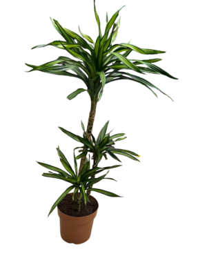 Dracaena Art