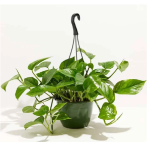 Golden pothos
