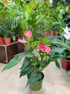 Anthurium - Image 2