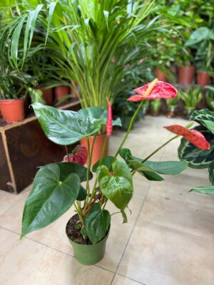 Anthurium - Image 3