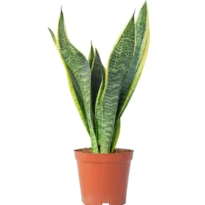 Snake Plant