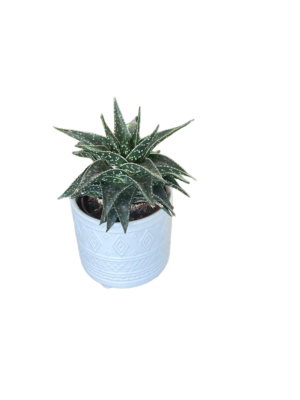 Succulents with Pot