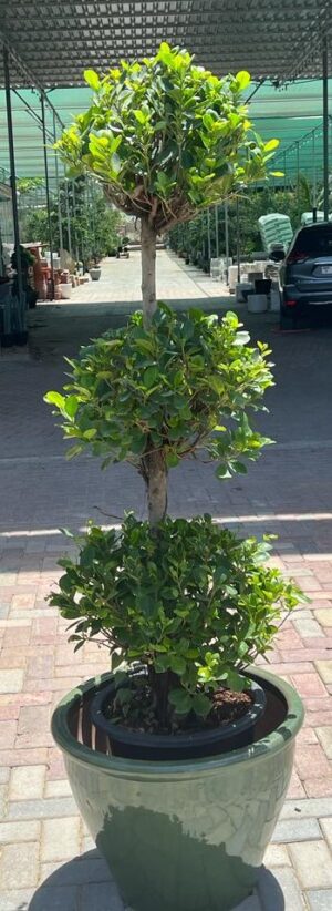 3-Head Ficus With Plastic Pot