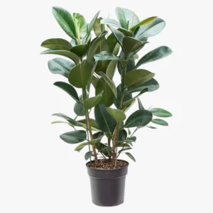 Rubber Plant 3PP - Image 2
