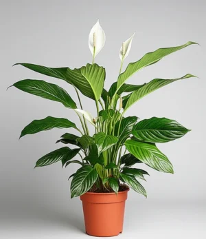 Peace Lily