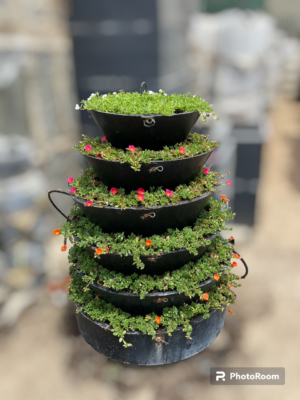 Plant Arrangement in Round Pot