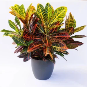 Croton - Image 3