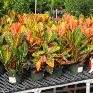 Croton - Image 2