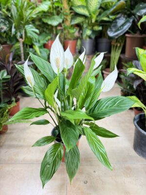 Peace Lily - Image 2