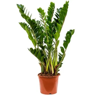 ZZ Plant