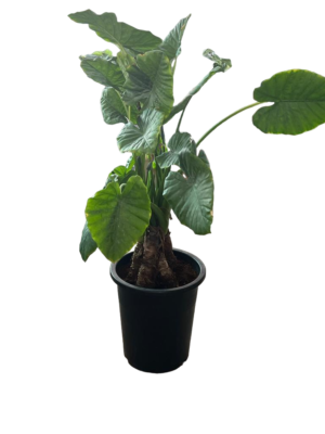 Alocasia