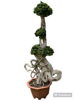 Bonsai