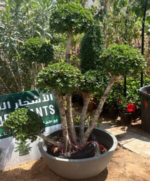 Thailand Bonsai