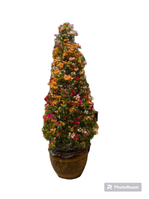 Bougainvillea 1.5mtr