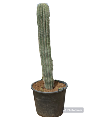 Cactus 160cm