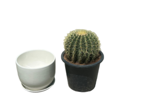 Cactus with White Pot