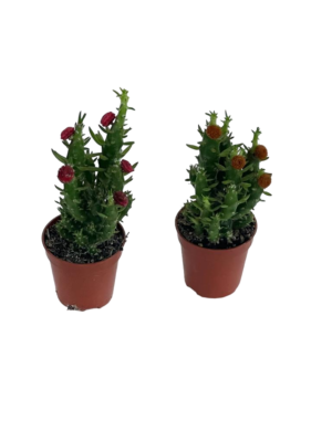 Cactus Holland (Single Piece)