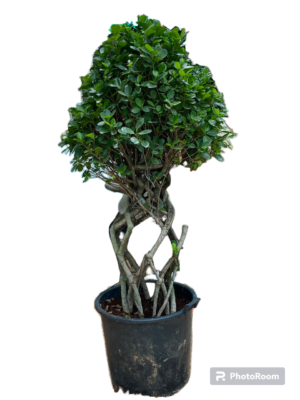 Cage Ficus