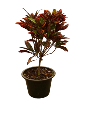 Croton