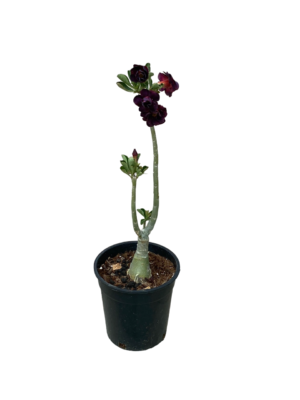 Desert Rose