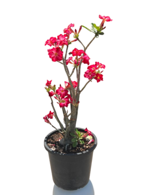 Desert Rose