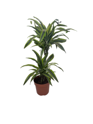 Dracaena Lemon Lime