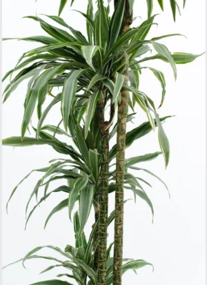 Dracaena Jennet