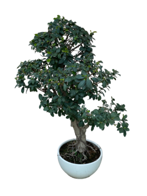 Ginseng Bonsai with Plastic Pot