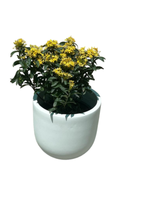 Ixora