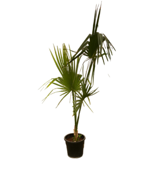 Livestunia Palm