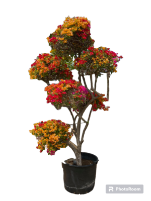 Multi-Headed Bougainvillea