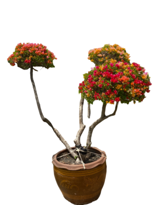 Multi-Head Bougainvillea