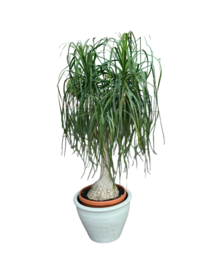 Nolina with Plastic Pot