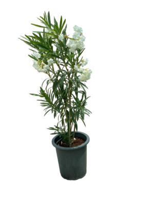 Oliander 30 Ltrs