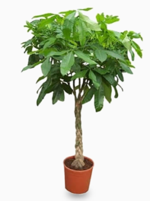 Pachira Twisted Trunk