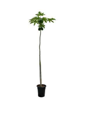 Papaya 30 Ltr