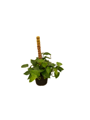 Pothos
