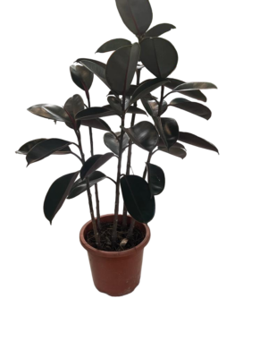 Rubber Plant 3PP