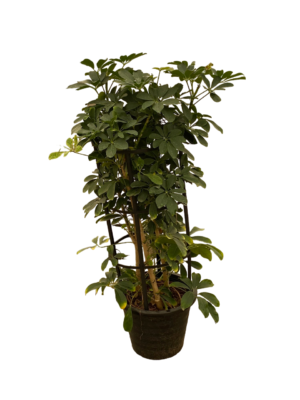 Schefflera