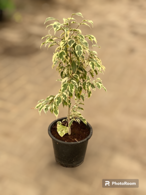 Starlight Ficus