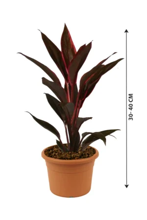 Cordyline - Image 3