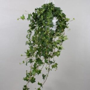 Hedera Helix - Image 2