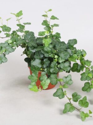 Hedera Helix