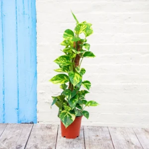 Money Plant (pathos)