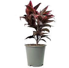Cordyline